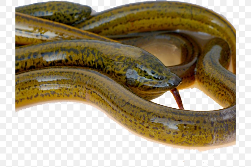 Asian Swamp Eel Cuchia Fish U8edfu515cu9577u9b5a, PNG, 720x544px, Eel, Actinopterygii, Asian Swamp Eel, Colubridae, Eating Download Free