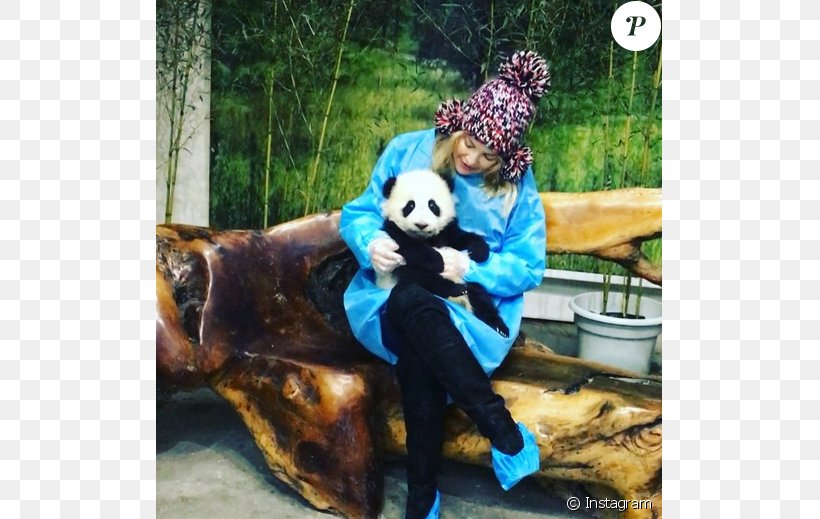 Chengdu Research Base Of Giant Panda Breeding Kung Fu Panda Actor Celebrity, PNG, 637x519px, 2016, Giant Panda, Actor, Bingham Hawn Bellamy, Brad Pitt Download Free