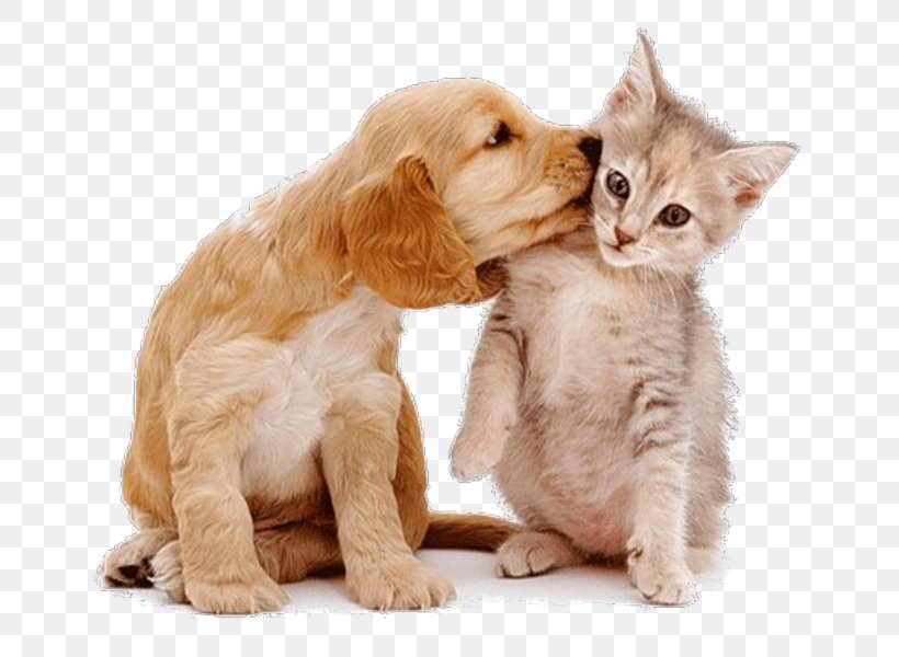 Dog–cat Relationship Dog–cat Relationship Pet Sitting, PNG, 667x600px, Cat, Animal, Animal Rescue Group, Budgerigar, Carnivoran Download Free
