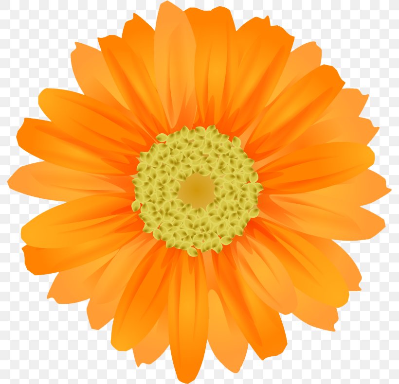 Flower Clip Art, PNG, 792x790px, Flower, Art, Calendula, Common Daisy, Daisy Family Download Free