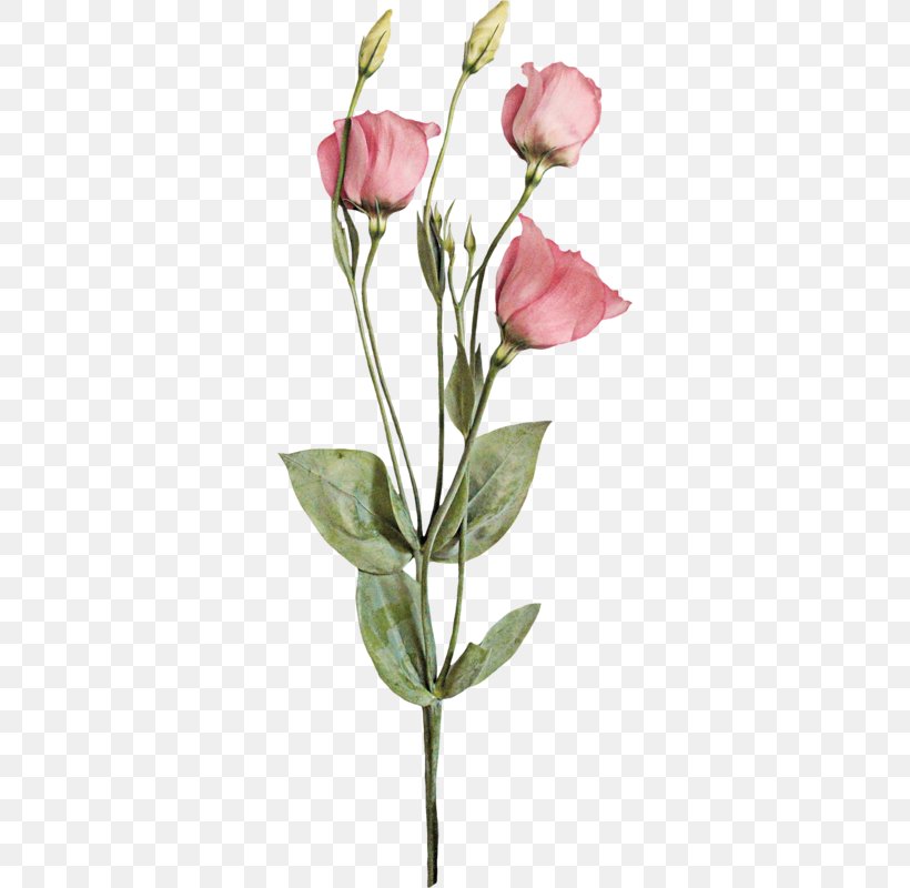 Garden Roses Cabbage Rose Cut Flowers Bud Plant Stem, PNG, 320x800px, Garden Roses, Branch, Bud, Cabbage Rose, Cut Flowers Download Free