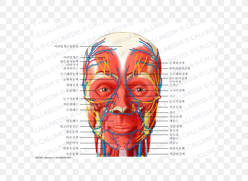 Head And Neck Anatomy Blood Vessel Nerve Human Body, PNG, 600x600px, Watercolor, Cartoon, Flower, Frame, Heart Download Free