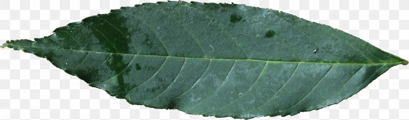 Leaf Plant, PNG, 2616x775px, Leaf, Green, Plant Download Free