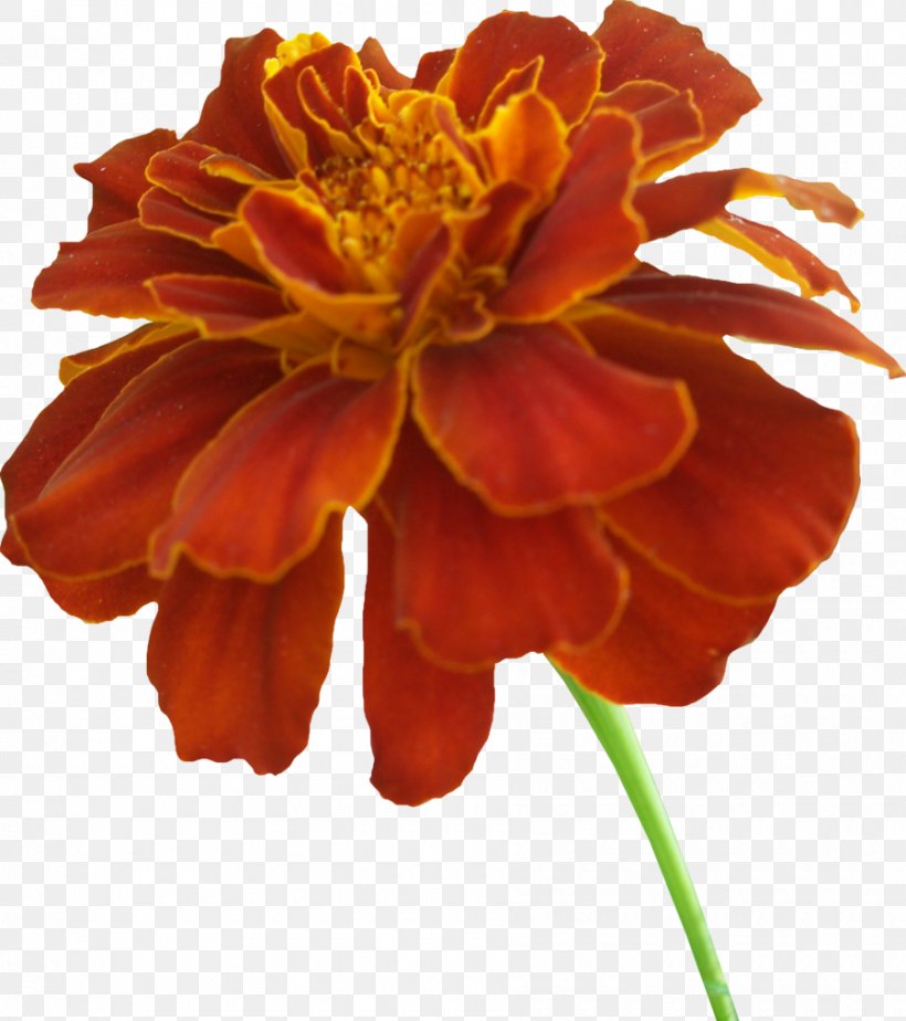 Mexican Marigold Scentsy Drawing Clip Art, PNG, 900x1015px, Mexican Marigold, Calendula Officinalis, Candle, Color, Cut Flowers Download Free