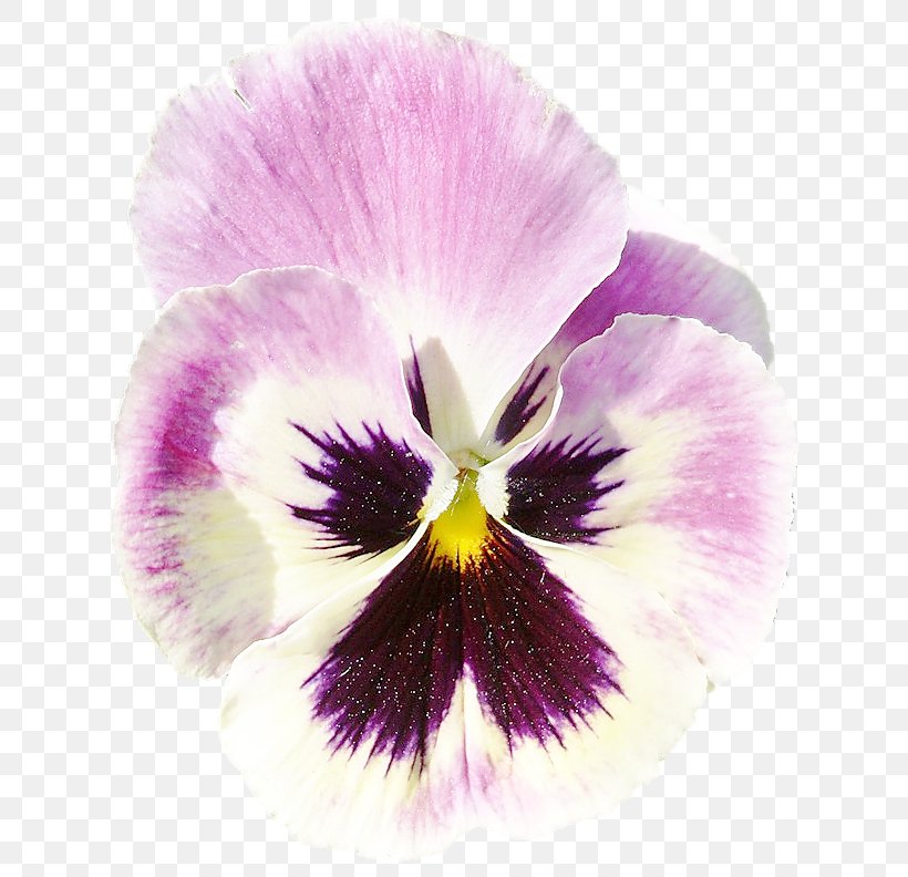Pansy Violet Flower Petal, PNG, 643x792px, Pansy, Birthday, Flower, Flower Bouquet, Flowering Plant Download Free