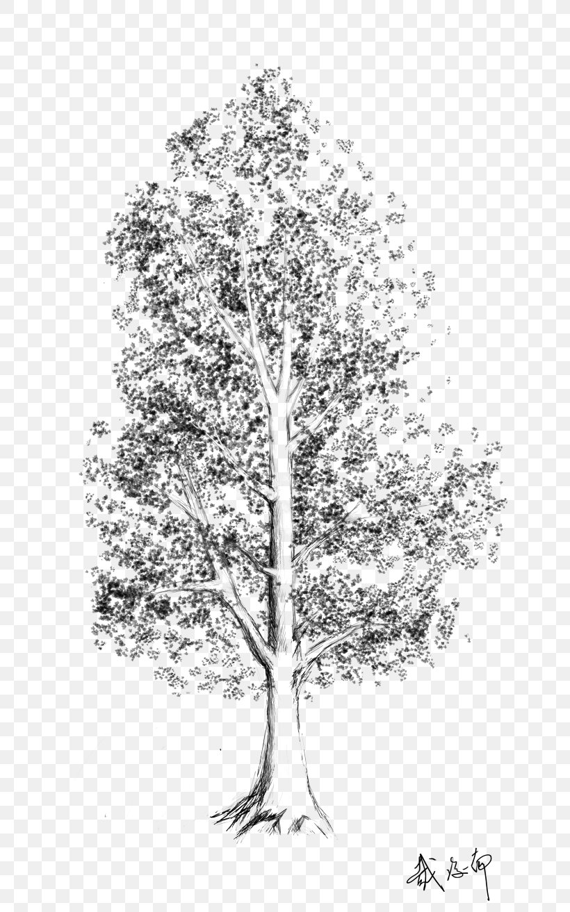 Tree Birch Woody Plant Leaf, PNG, 702x1313px, Tree, Birch, Black And White, Branch, Drawing Download Free