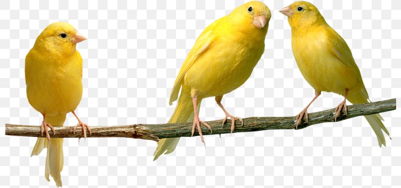 Domestic Canary Bird Parrot Yellow Canary Finches, PNG, 800x385px, Domestic Canary, Animal, Atlantic Canary, Beak, Bird Download Free