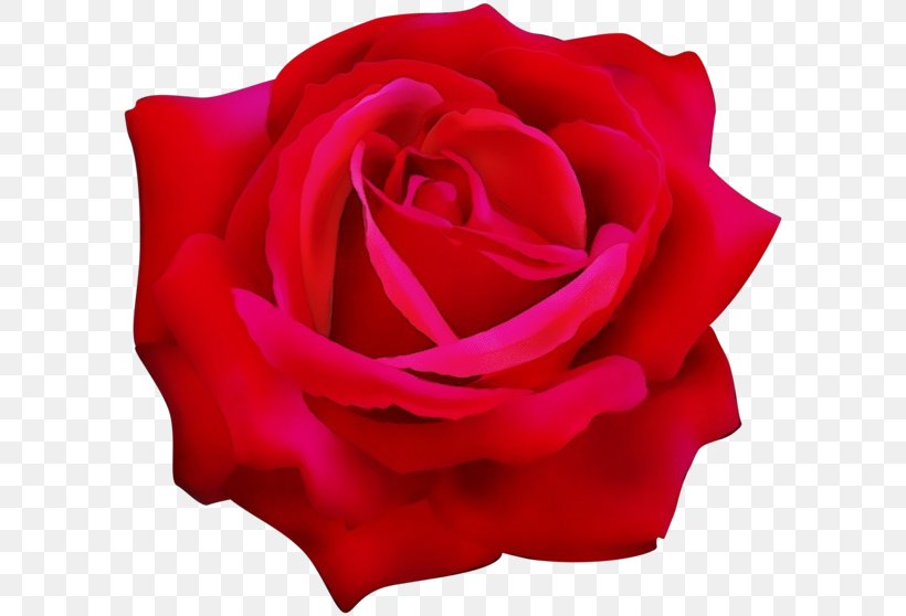 Garden Roses, PNG, 600x558px, Watercolor, Floribunda, Flower, Garden Roses, Hybrid Tea Rose Download Free