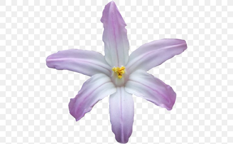 Lilac Violet Purple Crocus Flower, PNG, 500x505px, Lilac, Crocus, Family, Flower, Flowering Plant Download Free