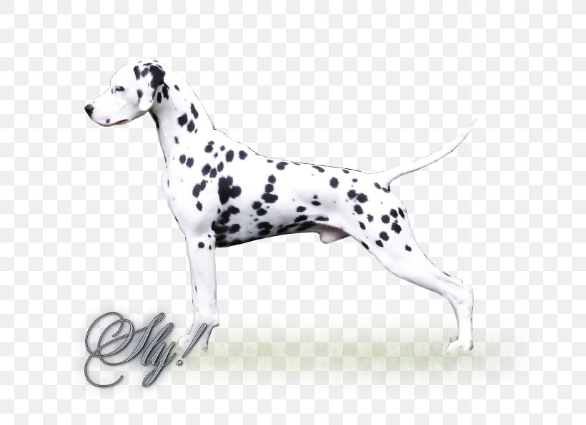 Dalmatian Dog Dog Breed Companion Dog Non-sporting Group Snout, PNG, 700x596px, Dalmatian Dog, Breed, Carnivoran, Companion Dog, Dalmatian Download Free