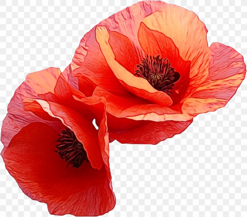Orange, PNG, 1197x1051px, Watercolor, Coquelicot, Corn Poppy, Flower, Flowering Plant Download Free