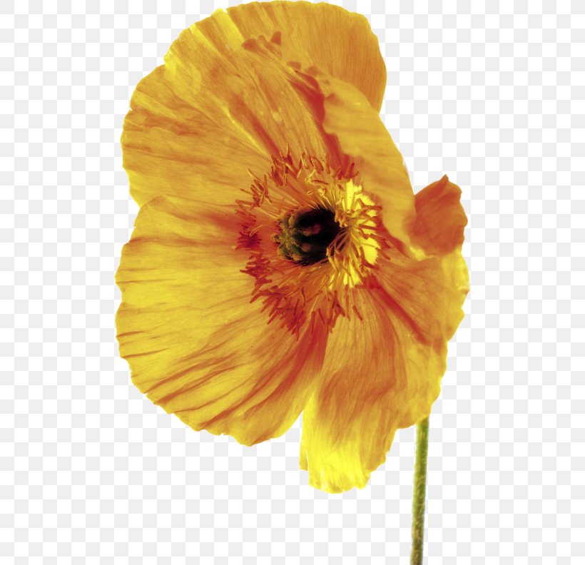 Poppy Depth Of Field Flower Stock Photography, PNG, 500x792px, Poppy, Blossom, Botany, Common Sunflower, Depth Of Field Download Free