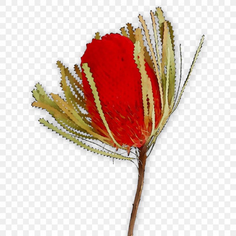 Cut Flowers Rose Plant Stem The Poppy Family, PNG, 1080x1080px, Cut Flowers, Anthurium, Banksia, Botany, Bud Download Free