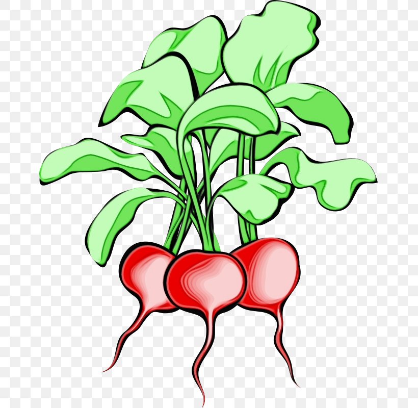 Flower Line Art, PNG, 665x800px, Daikon, Flower, Flowerpot, Food, Leaf Download Free