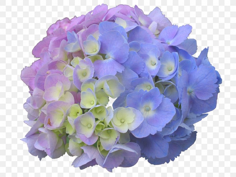 French Hydrangea Panicled Hydrangea Flower Garden Dear Spring, PNG, 1280x960px, French Hydrangea, Annual Plant, Blue, Color, Cornales Download Free