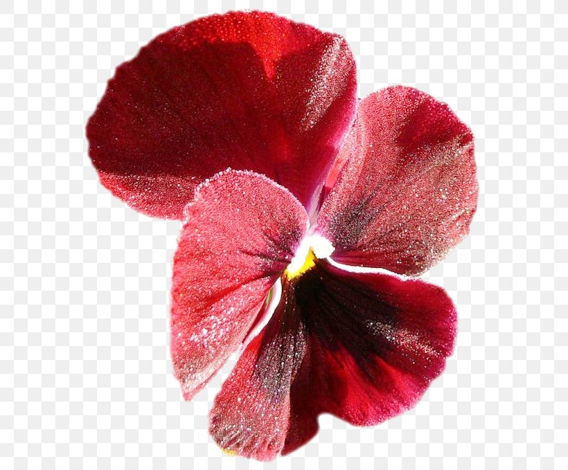 Pansy Annual Plant Magenta Herbaceous Plant, PNG, 603x679px, Pansy, Annual Plant, Flower, Flowering Plant, Herbaceous Plant Download Free