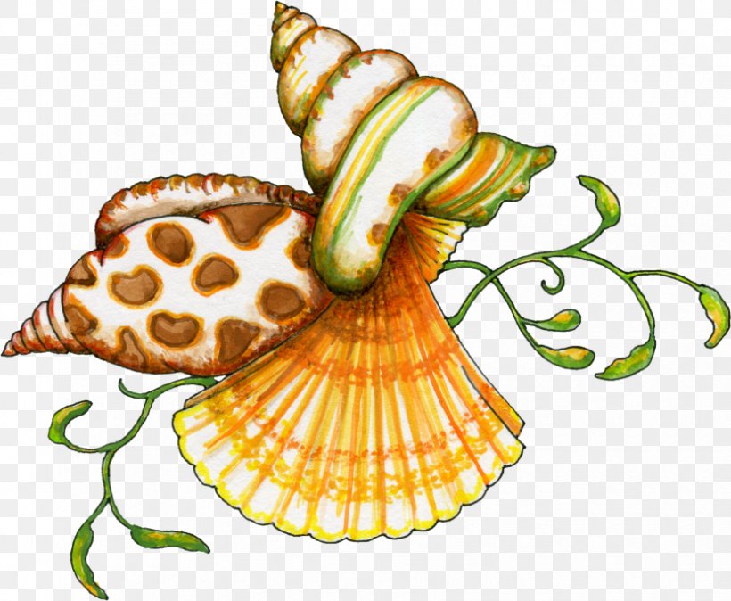Seashell Thumbnail Clip Art, PNG, 830x683px, Seashell, Flower, Food, Invertebrate, Organism Download Free