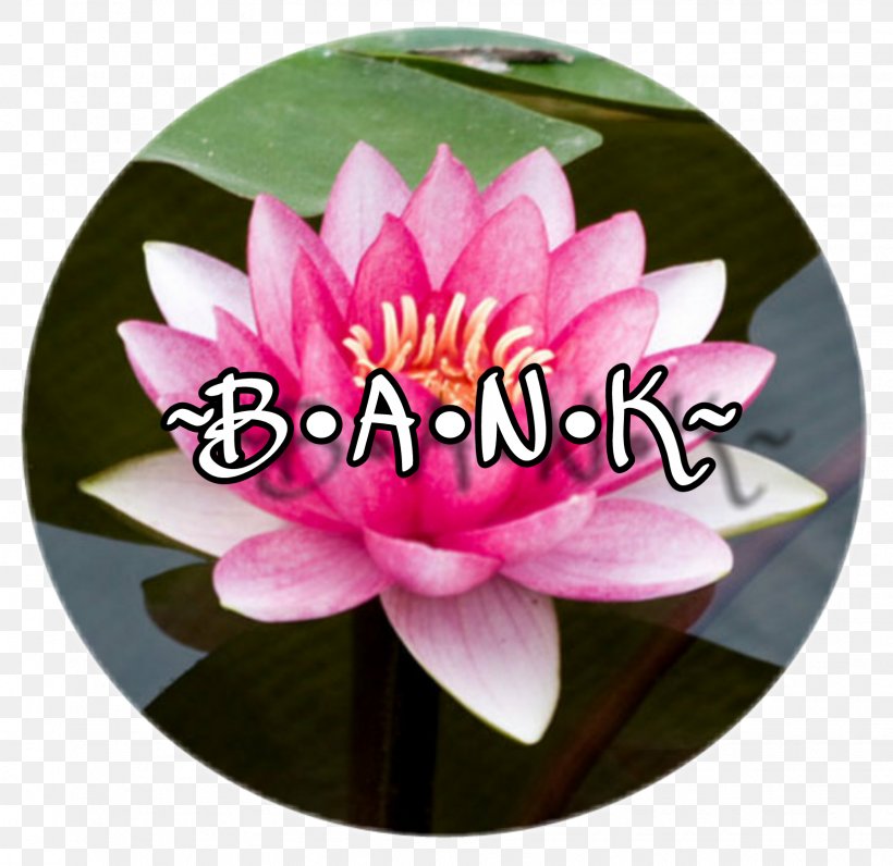 Chakra Muladhara Meditation Subtle Body Sahasrara, PNG, 1633x1586px, Chakra, Aquatic Plant, Flower, Lotus Family, Meditation Download Free