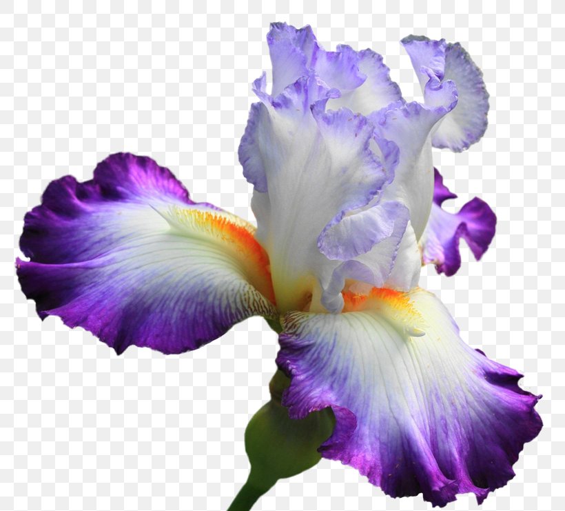 Irises Flower Lilium Clip Art, PNG, 800x741px, Irises, Cattleya, Drawing, Flower, Flower Bouquet Download Free