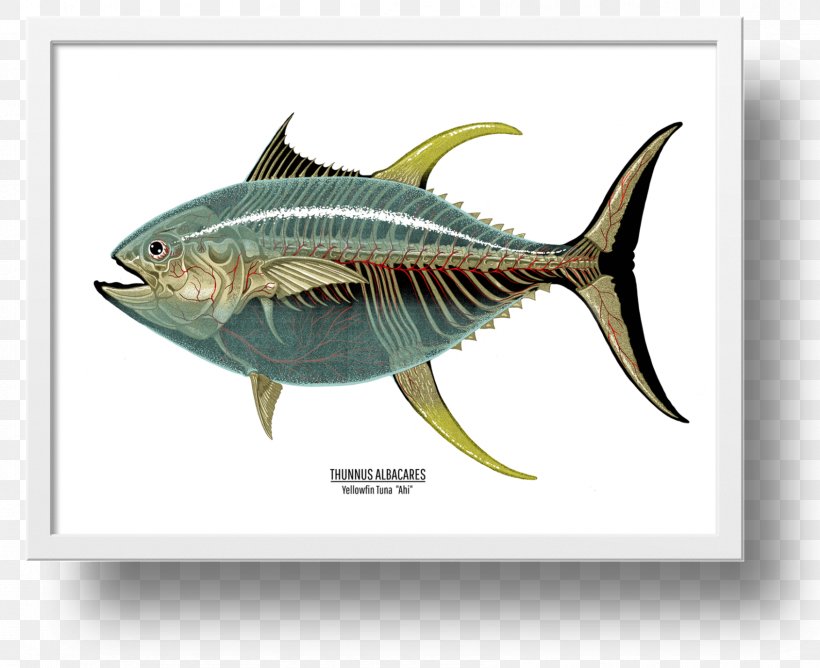 Mackerel Yellowfin Tuna Swordfish Art, PNG, 1689x1376px, Mackerel, Albacore, Art, Atlantic Bluefin Tuna, Bonito Download Free