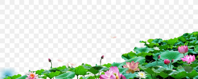 Nelumbo Nucifera Photography Wallpaper, PNG, 1200x482px, Nelumbo Nucifera, Flora, Floral Design, Floristry, Flower Download Free
