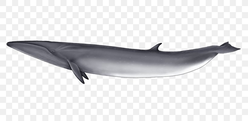 Common Bottlenose Dolphin Short-beaked Common Dolphin Tucuxi Rough-toothed Dolphin Spinner Dolphin, PNG, 800x400px, Common Bottlenose Dolphin, Cetacea, Dolphin, Fauna, Fin Download Free