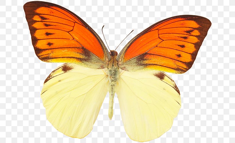 Monarch Butterfly Colias Hebomoia Glaucippe Lycaenidae, PNG, 663x499px, Monarch Butterfly, Arthropod, Brush Footed Butterfly, Butterflies And Moths, Butterfly Download Free