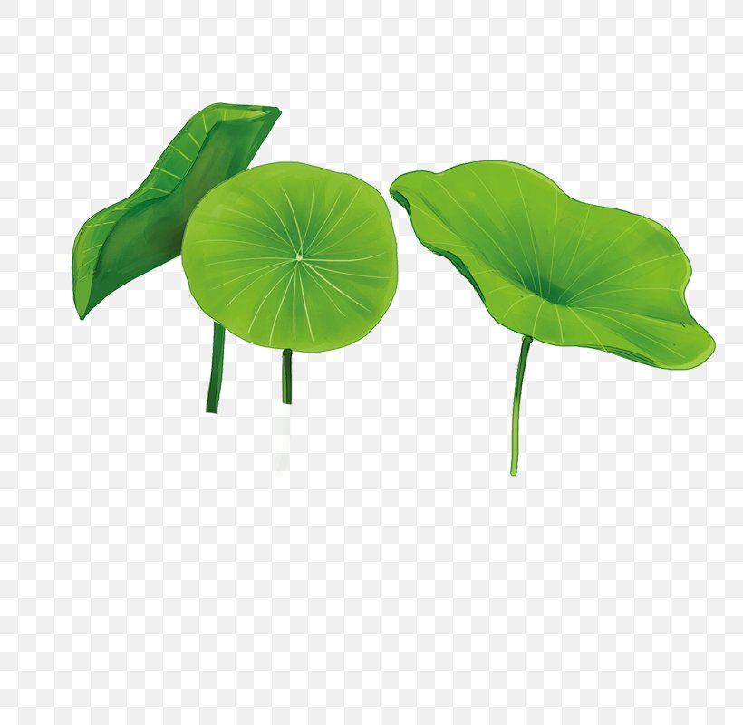 Nelumbo Nucifera Software, PNG, 800x800px, Nelumbo Nucifera, Black And White, Cartoon, Color, Green Download Free