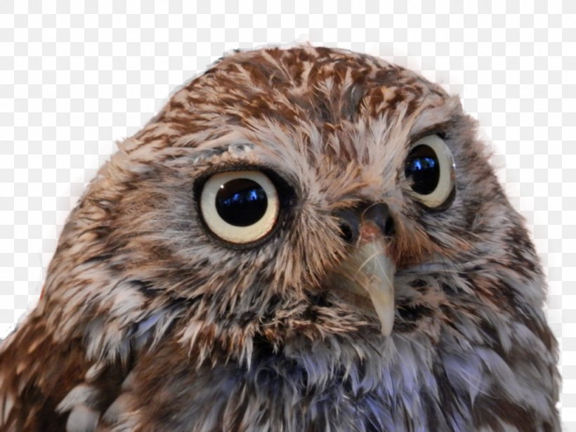 Owl ICO Icon, PNG, 1024x768px, Bird, Animal, Beak, Bird Of Prey, Close Up Download Free