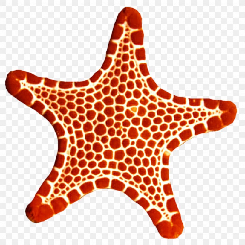 Starfish Echinoderm Marine Invertebrates Clip Art, PNG, 1024x1023px, Starfish, Animal, Common Name, Echinoderm, Giraffe Download Free