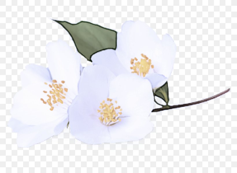 White Flower Plant Flowering Plant Petal, PNG, 800x600px, White, Blossom, Flower, Flowering Plant, Magnolia Download Free