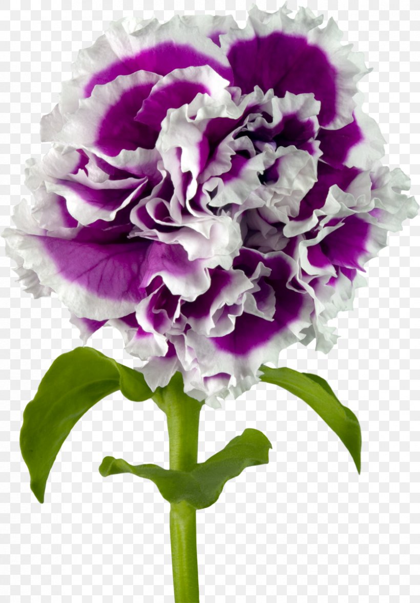 Carnation Nosegay Purple Cut Flowers, PNG, 837x1200px, Carnation, Annual Plant, Cut Flowers, Floral Design, Floristry Download Free