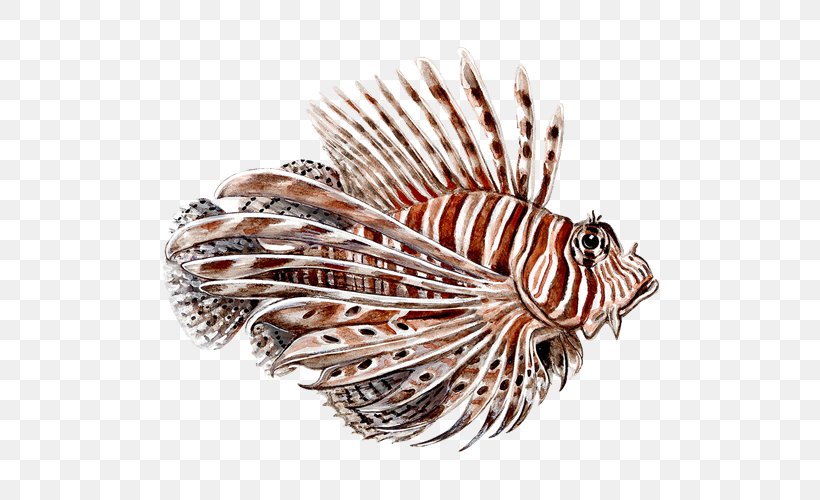 Red Lionfish Spotfin Lionfish, PNG, 500x500px, Red Lionfish, Biodiversity, Coral Reef Fish, Fish, Genus Download Free