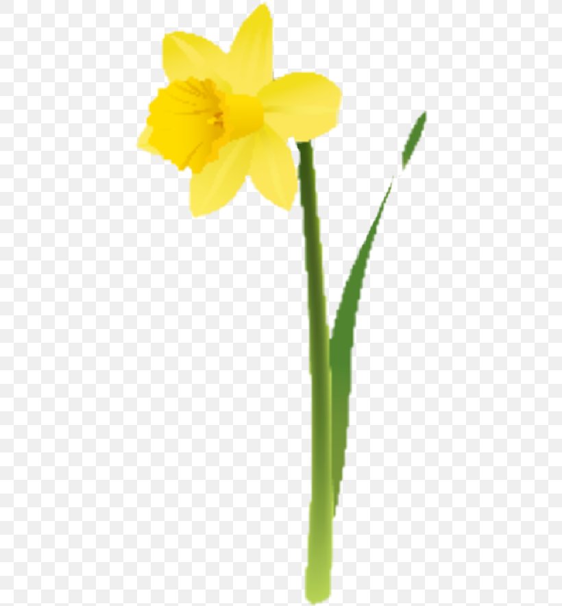 Flower Yellow Plant Narcissus Plant Stem, PNG, 428x884px, Flower, Amaryllis Family, Narcissus, Pedicel, Petal Download Free
