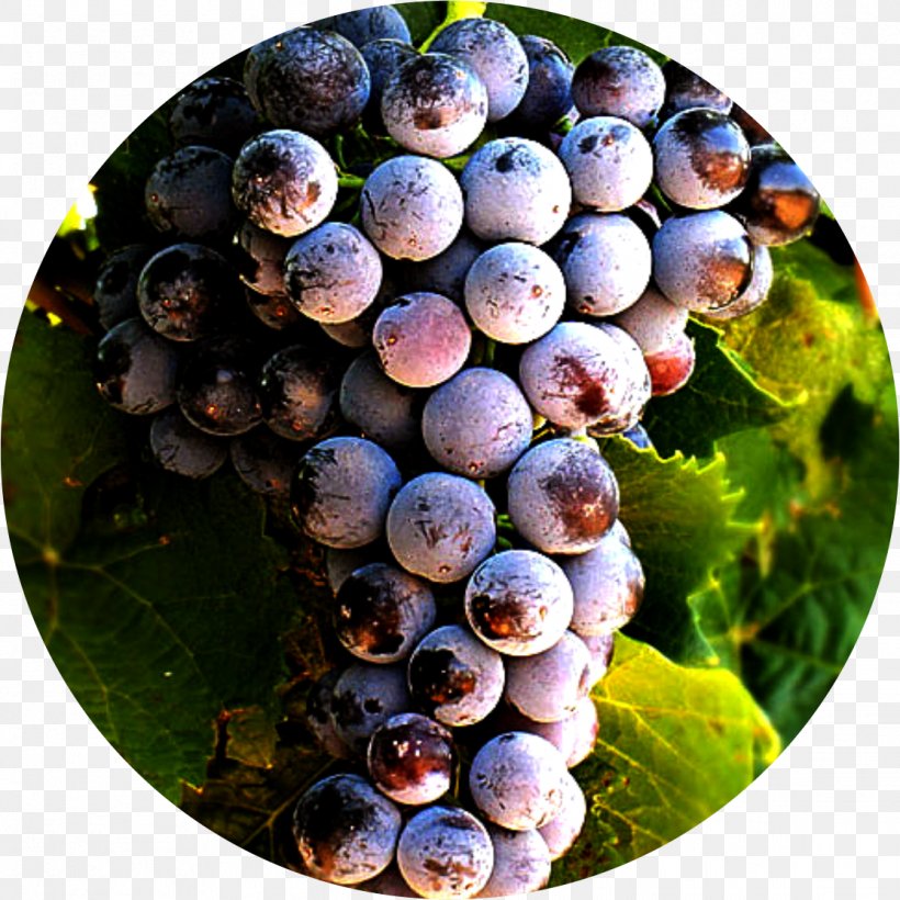 Grape Petit Verdot Alicante Bouschet Blueberry Wine, PNG, 1114x1114px, Grape, Berry, Bilberry, Blueberry, Damson Download Free