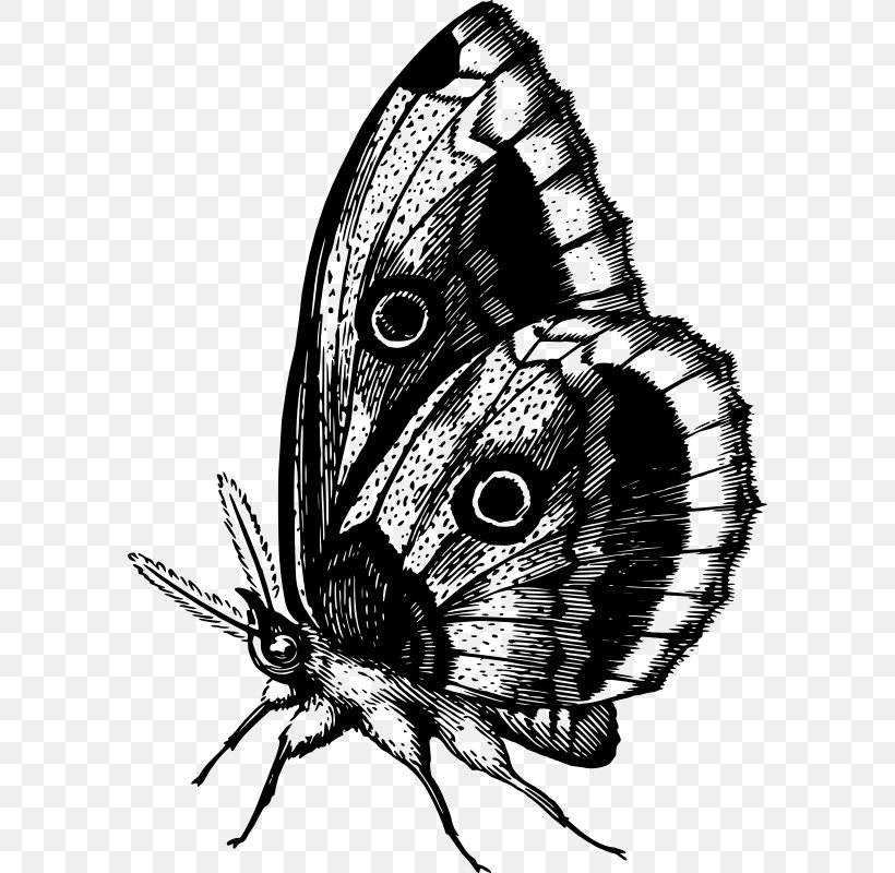Monarch Butterfly Brush-footed Butterflies Butterfly Watching Clip Art, PNG, 586x800px, Monarch Butterfly, Animal, Arthropod, Black And White, Brush Footed Butterfly Download Free