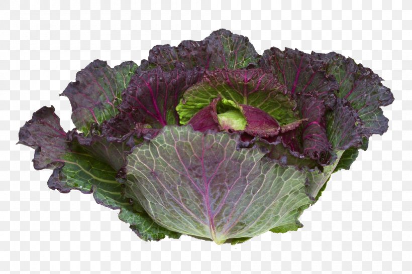 Savoy Cabbage January King Cabbage Broccoli Cauliflower, PNG, 1000x666px, Cabbage, Brassica Oleracea, Broccoli, Brussels Sprout, Cauliflower Download Free