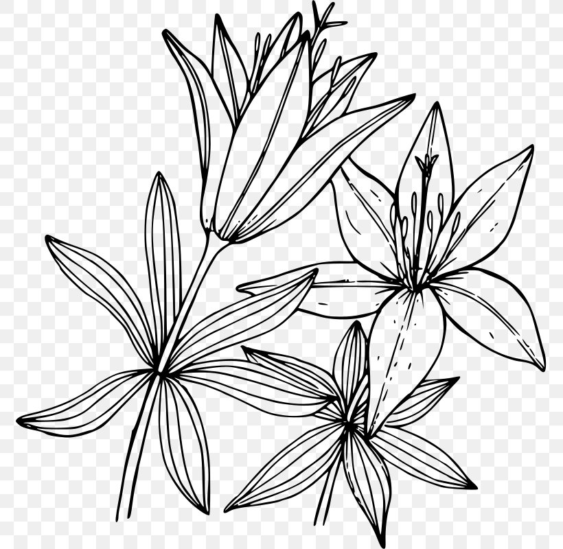 Wood Lily Lilium Occidentale Lilium Washingtonianum Water Lilies, PNG, 773x800px, Wood Lily, Area, Artwork, Black And White, Branch Download Free