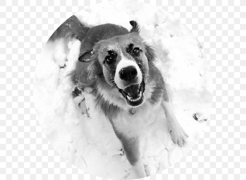 Dog Breed Sakhalin Husky Greenland Dog Canadian Eskimo Dog Seppala Siberian Sleddog, PNG, 600x600px, Dog Breed, American Eskimo Dog, Bikram Choudhury, Bikram Yoga, Black And White Download Free