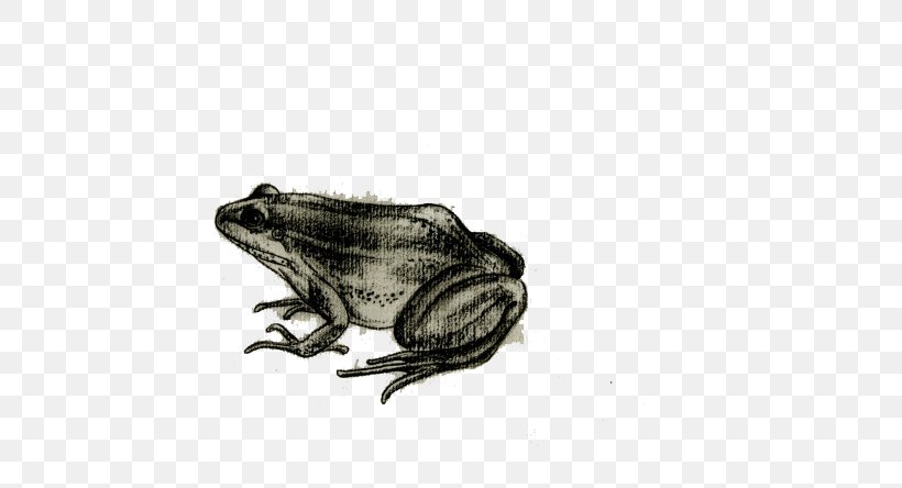 Frog Toad Drawing, PNG, 690x444px, Frog, Amphibian, Black And White, Drawing, Fauna Download Free