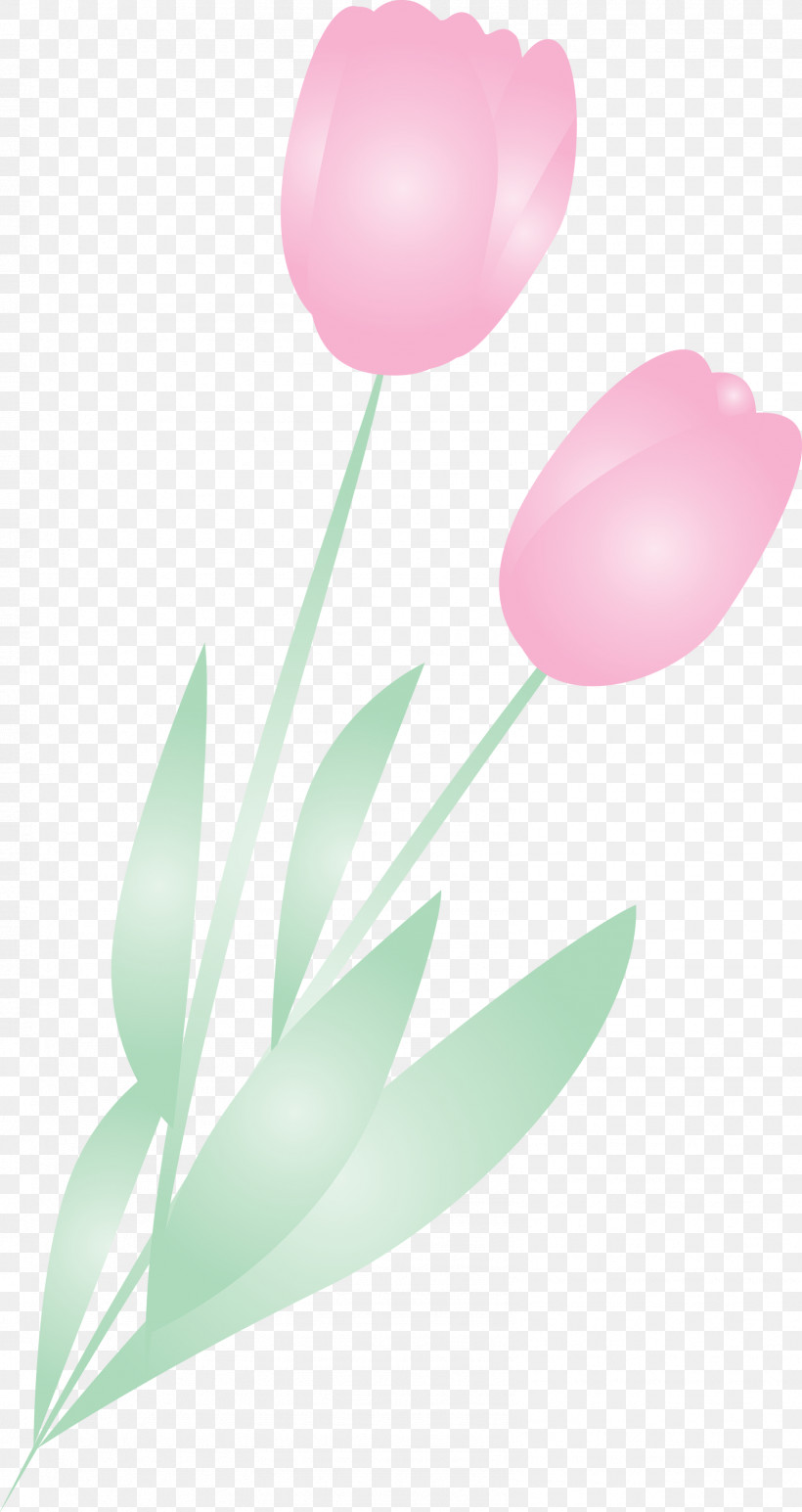 Tulip Pink Balloon Flower Plant, PNG, 1592x3000px, Tulip, Balloon, Flower, Lily Family, Petal Download Free