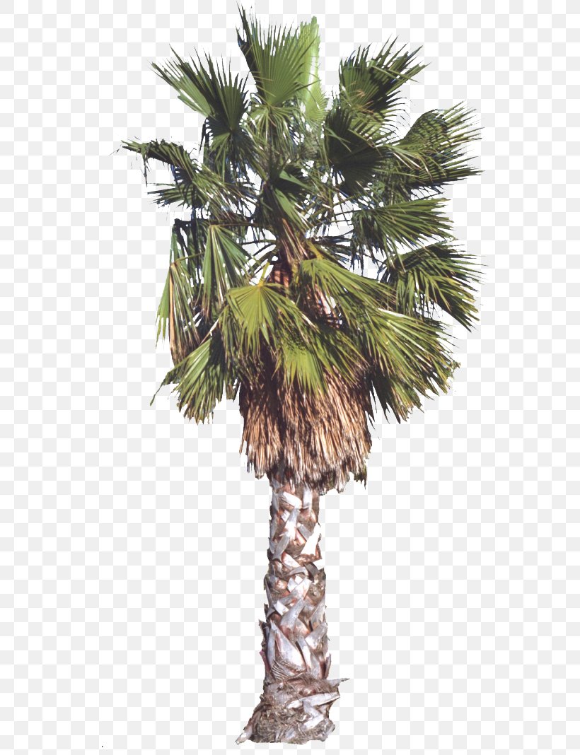 Arecaceae Tree Date Palm, PNG, 600x1068px, Sabal Palm, Arecaceae, Arecales, Asian Palmyra Palm, Borassus Flabellifer Download Free