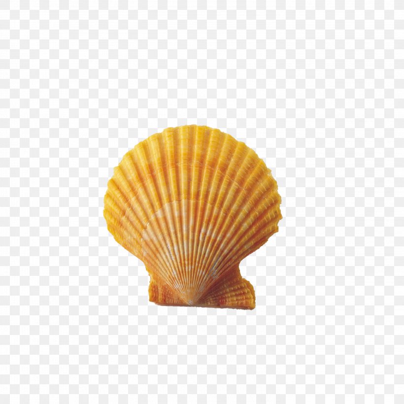 Seashell Conch Clip Art, PNG, 2953x2953px, Seashell, Bivalve Shell, Cockle, Conch, Conchology Download Free