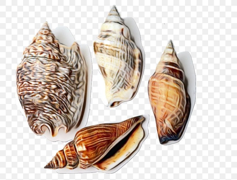 Snail Cartoon, PNG, 811x623px, Conch, Bivalve, Clam, Conchology, Geography Cone Download Free