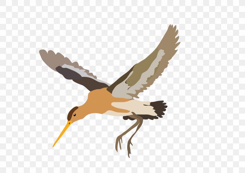 Wader Beak Stork Fauna Seabird, PNG, 2480x1754px, Wader, Beak, Bird, Charadriiformes, Ciconiiformes Download Free