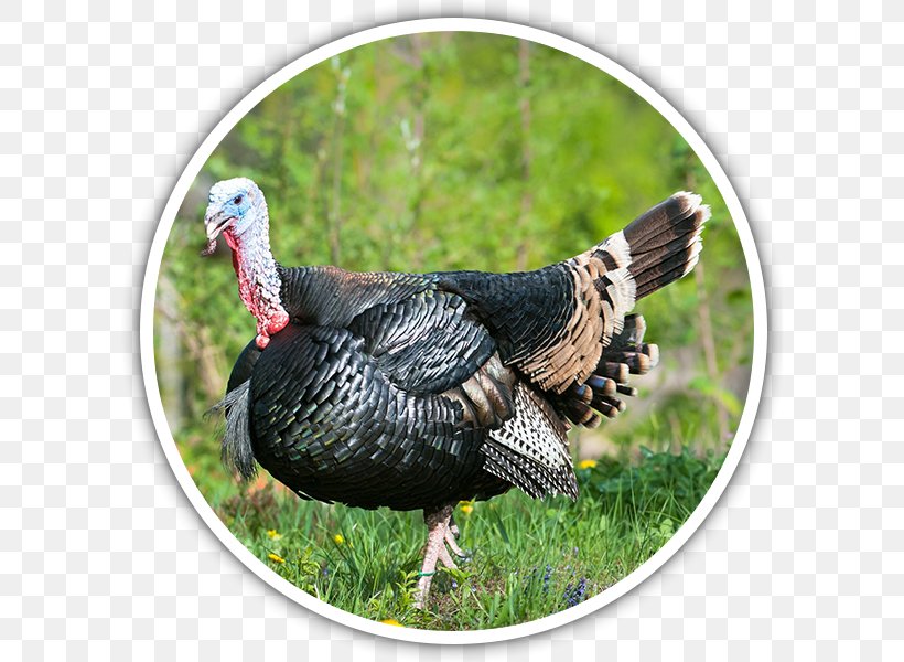 Bronze Turkey Broad Breasted White Turkey Broad-breasted Bronze Turkey Hunting, PNG, 600x600px, Turkey, Beak, Bird, Broad Breasted White Turkey, Bronze Turkey Download Free