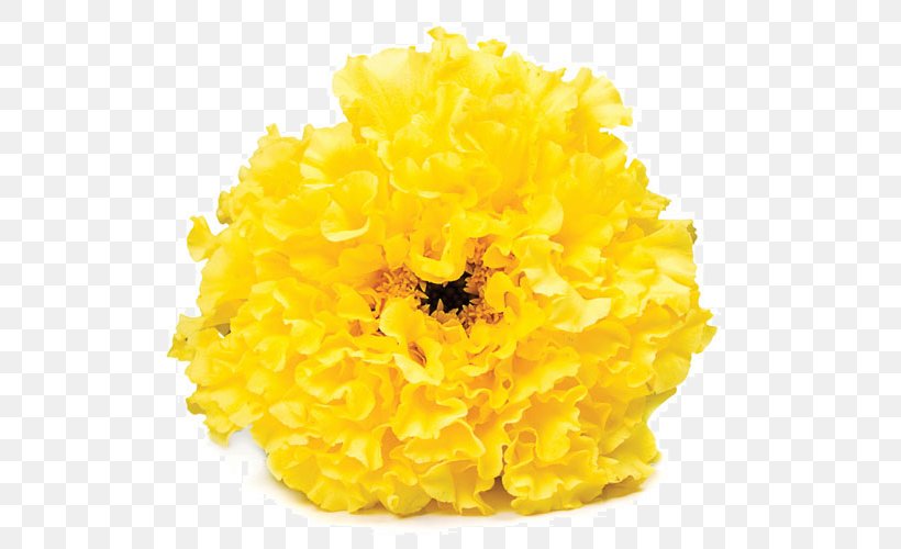 Cut Flowers Chrysanthemum, PNG, 594x500px, Cut Flowers, Chrysanthemum, Chrysanths, Flower, Pollen Download Free