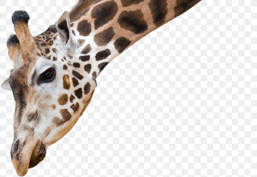 National Zoo & Aquarium Cheetah Lion Northern Giraffe Baby Giraffes, PNG, 1053x727px, National Zoo Aquarium, Animal, Baby Cheetahs, Baby Giraffes, Big Cat Download Free