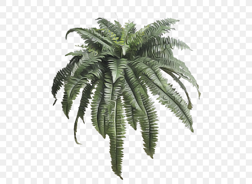 Palm Tree, PNG, 800x600px, Leaf, Arecales, Fern, Flower, Palm Tree Download Free