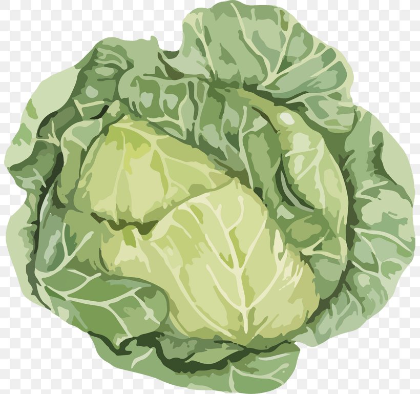 Cabbage Stock Photography Royalty-free Vegetable Illustration, PNG, 803x769px, Cabbage, Collard Greens, Cruciferous Vegetables, Dishware, Food Download Free
